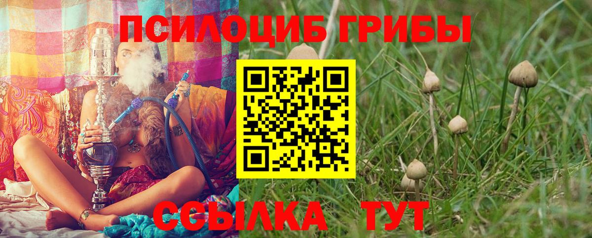 Псилоцибиновые грибы мицелий Сибай